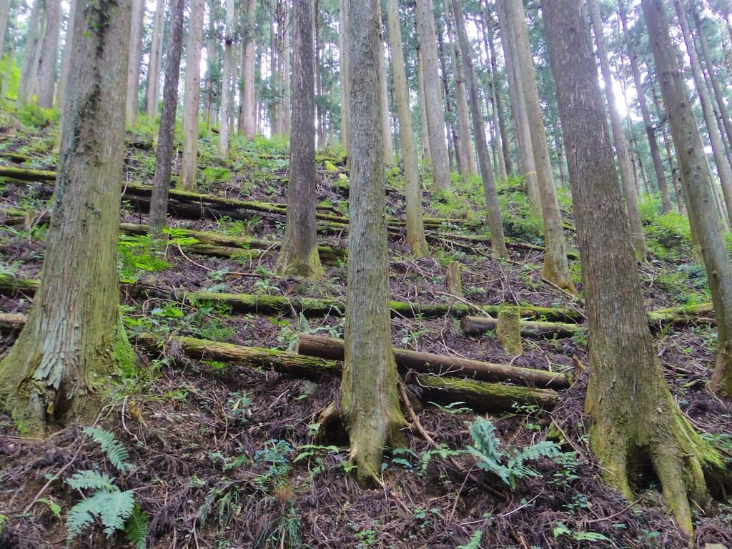手入れの行き届いた埼玉県内の人工林
