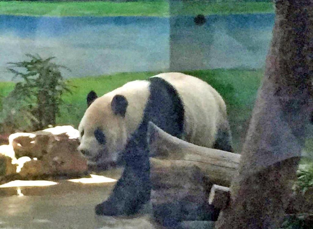 台北市立動物園で飼育されている、中国から贈られたパンダ=2016年6月(読者提供)