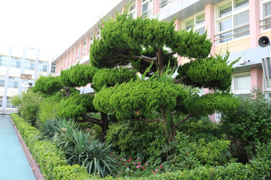 韓国・済州島の小学校にシンボルとして植えられているカイヅカイブキ（桜井紀雄撮影）