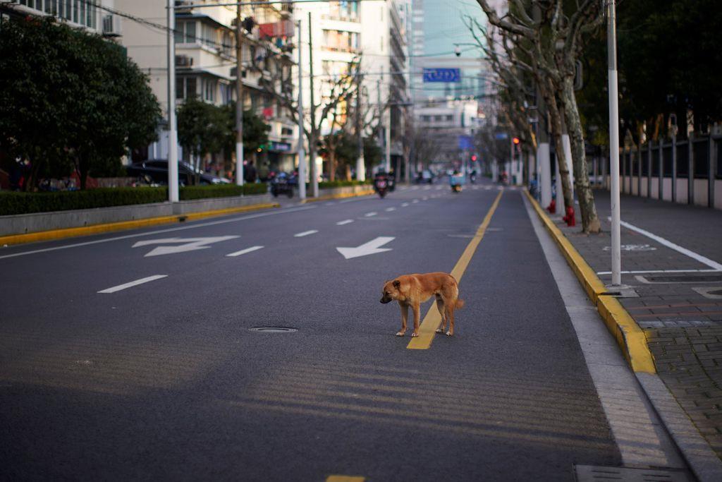 お腹をすかせ、すっかり人気のなくなった道路をさまよう迷子犬＝２月２２日、中国・上海（ロイター）