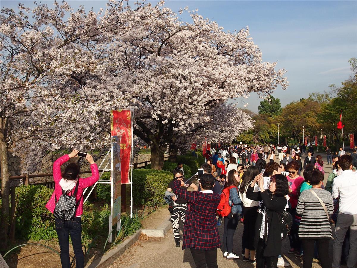 満開の桜を撮影する中国人客ら。「花見」は中国でも広がっている =平成27年、大阪市中央区の大阪城公園