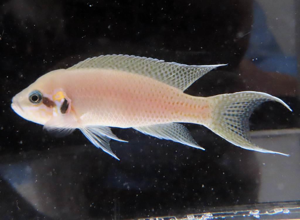顔を見て相手を識別していることが分かった淡水魚プルチャー