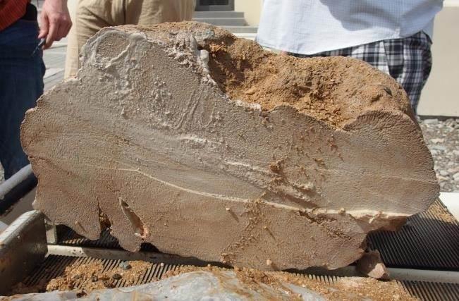 紀元前2100年ごろに生きていたサンゴの化石の断面(渡辺剛・北海道大講師提供)