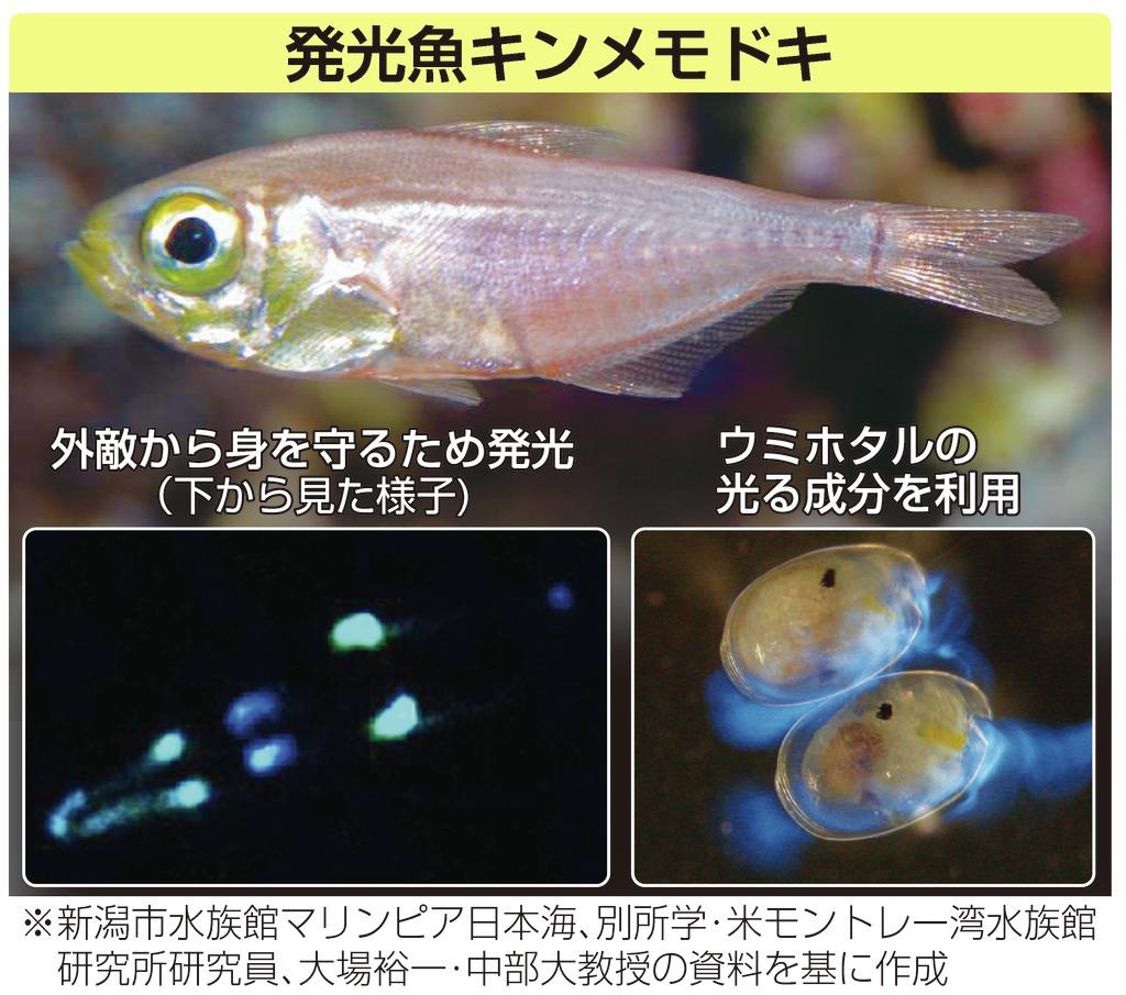 びっくりサイエンス 発光する小魚 ウミホタルの光る成分をちゃっかり利用 産経ニュース