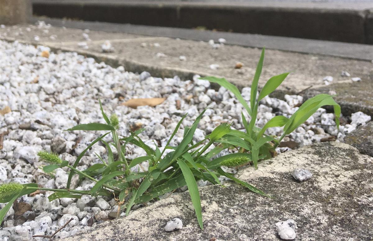 【びっくりサイエンス】都会で雑草が独自に進化