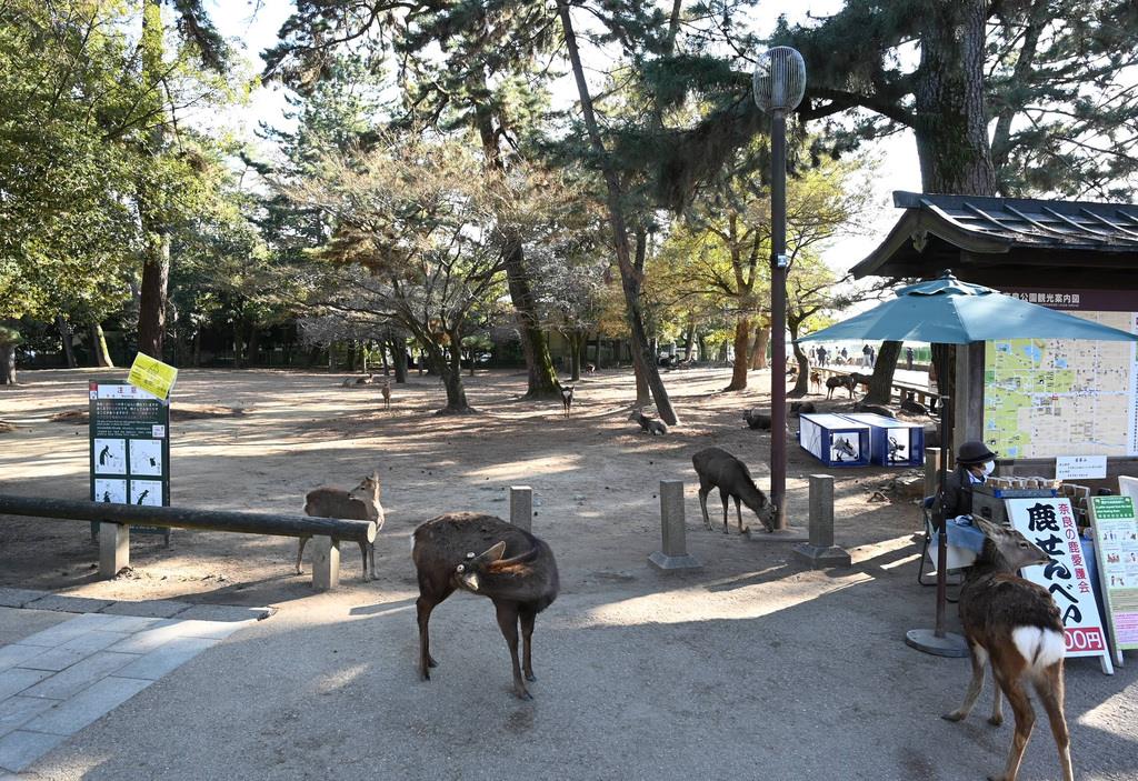観光客の姿がなく、閑散とする奈良公園＝奈良市