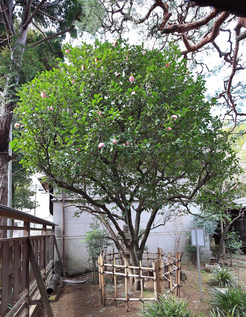貞明皇后が幼少時を過ごした大河原家に残る、お手植えの椿=東京都杉並区(桐原正道撮影)