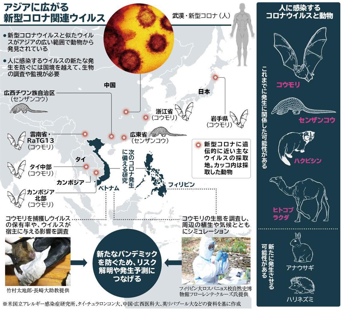 アジアに広がる新型コロナ関連ウイルス