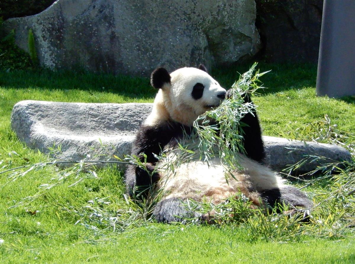 おいしそうに竹の葉を食べるジャイアントパンダの彩浜=和歌山県白浜町のアドベンチャーワールド
