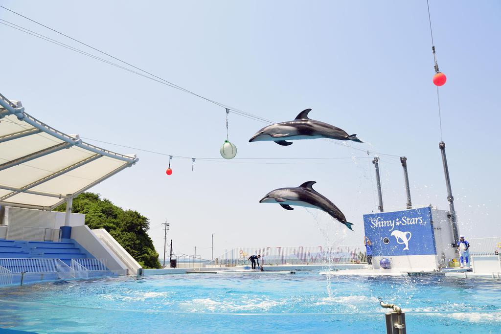 みさき公園のイルカショー=大阪府岬町(提供写真)
