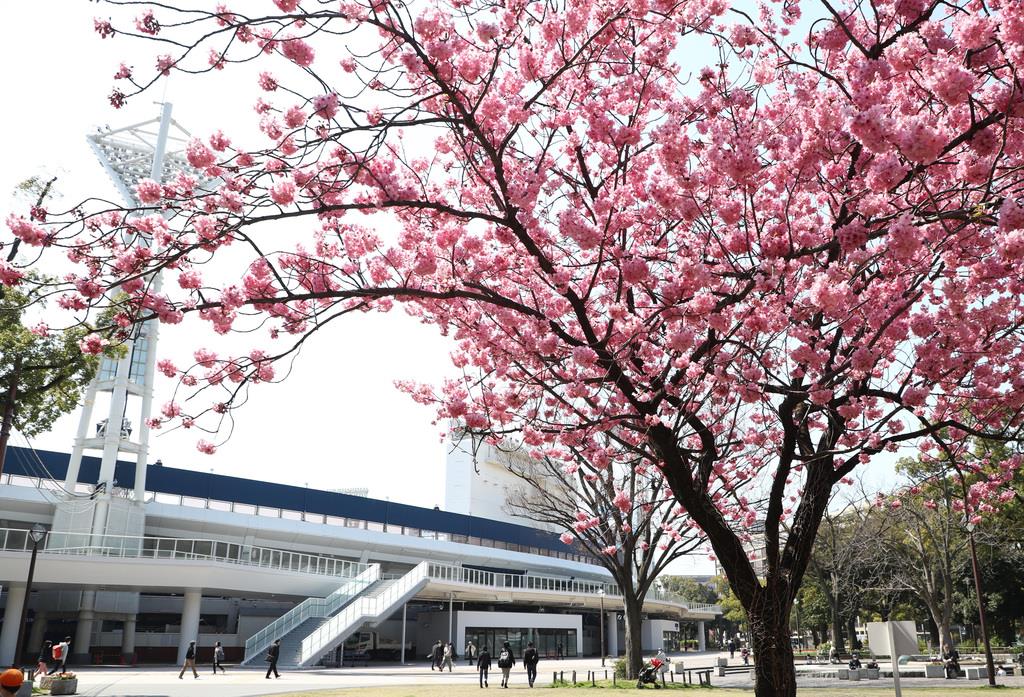 満開の桜を迎えた横浜スタジアム=19日(斎藤浩一撮影)