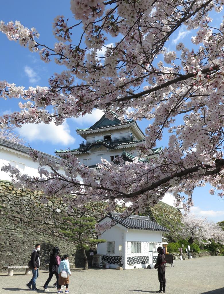 咲き誇る和歌山城公園のサクラ=4月5日、和歌山市