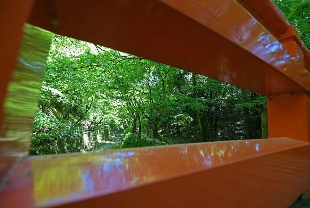 北野天満宮・御土居の青もみじ 青もみじが美しい北野天満宮の御土居。朱色の鶯橋の欄干にも、新緑が映り込んだ =7日午後、京都市(永田直也撮影)