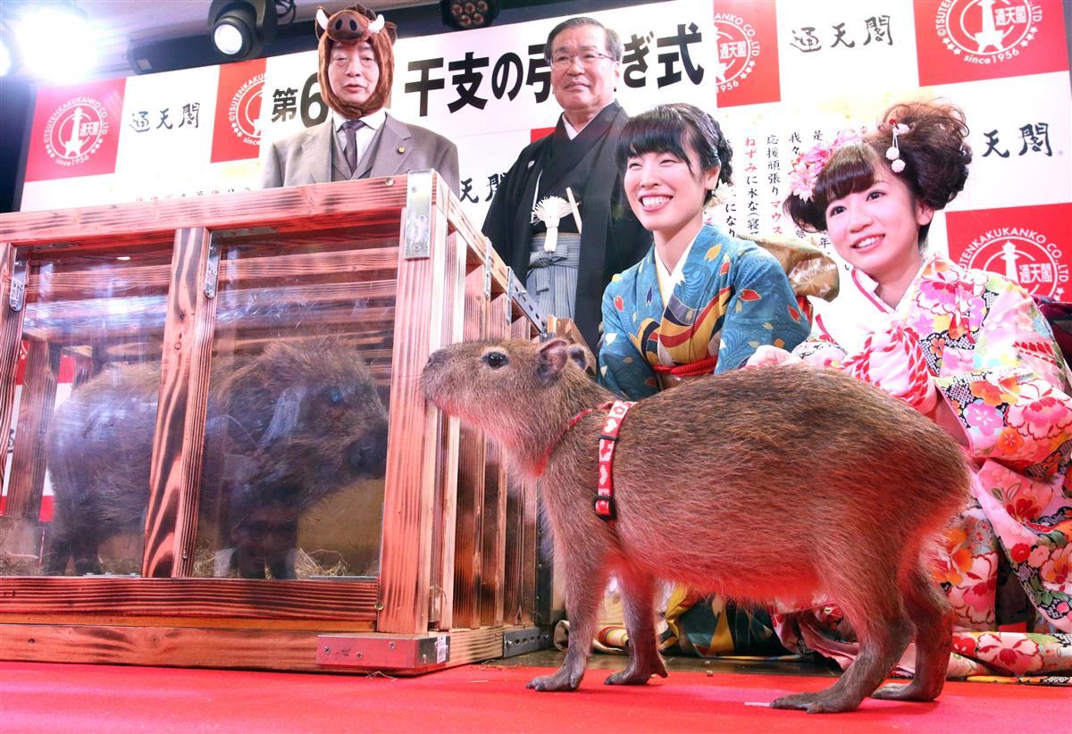 昨年、通天閣で行われた干支の引継ぎ式。イノシシのうーちゃん(左)から、カピバラのナッツにバトンタッチ=2019年12月27日、大阪市浪速区(前川純一郎撮影)