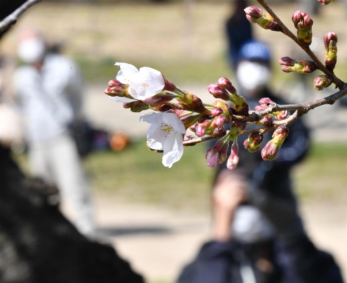 大阪で桜が開花　開花した大阪城公園のソメイヨシノの標準木＝１９日午前、大阪市中央区（南雲都撮影）