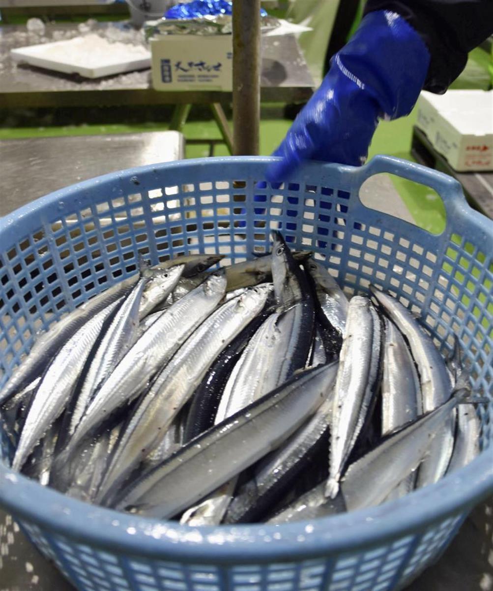 北海道厚岸町の地方卸売市場で、競りの前に重量計にのせられるサンマ =24日