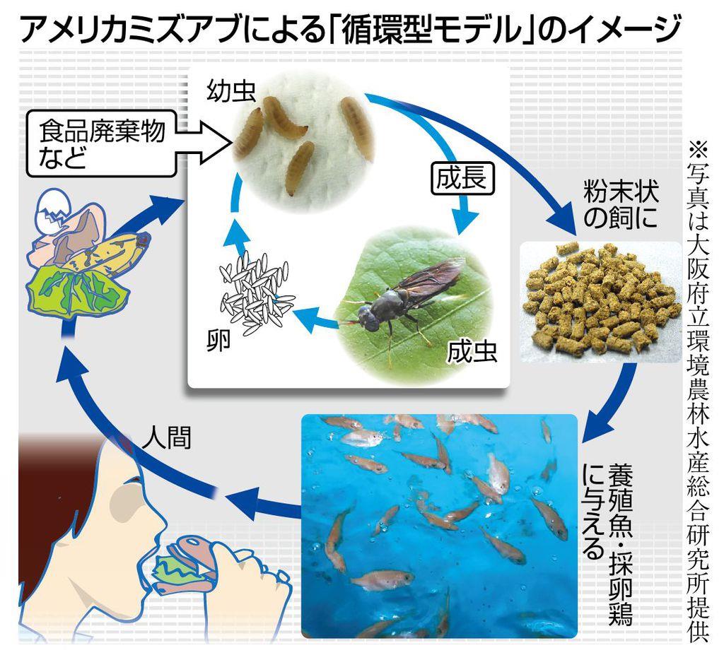 生ごみたかる虫が人類救う 世界が注目の食物サイクル 産経ニュース