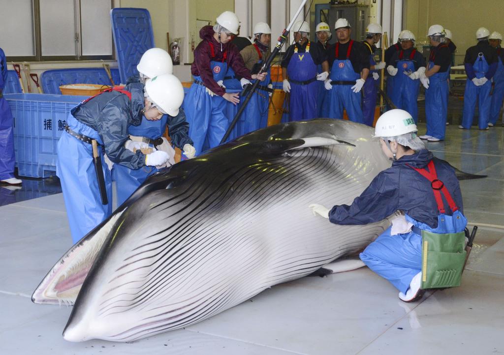 宮城県三陸沖の調査捕鯨で捕獲したミンククジラを調べる調査員ら=2019年4月8日午後、宮城県石巻市